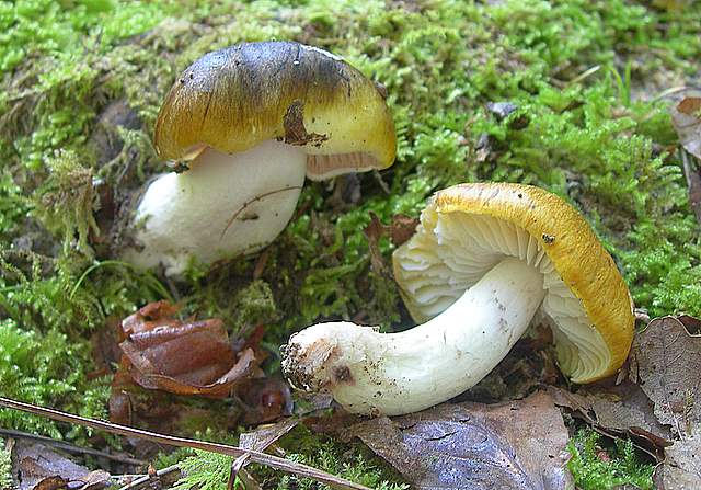 Tricholoma clavocystis